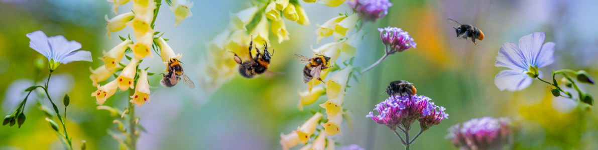 3bee_photo2 3bee_photo2